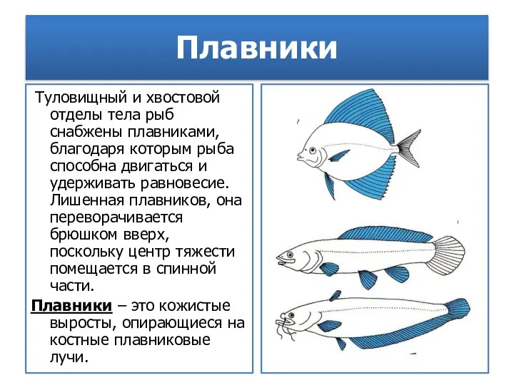 Плавники Туловищный и хвостовой отделы тела рыб снабжены плавниками, благодаря которым рыба