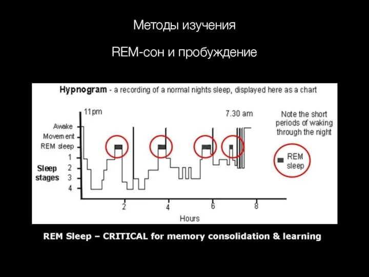 Методы изучения REM-сон и пробуждение