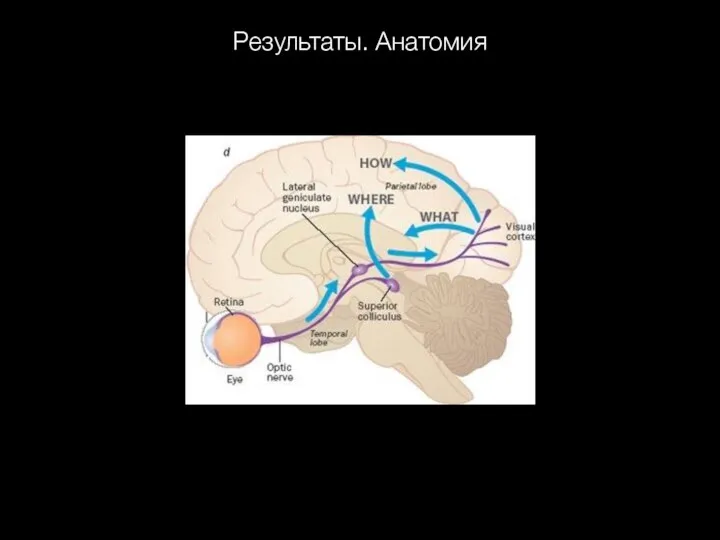 Результаты. Анатомия