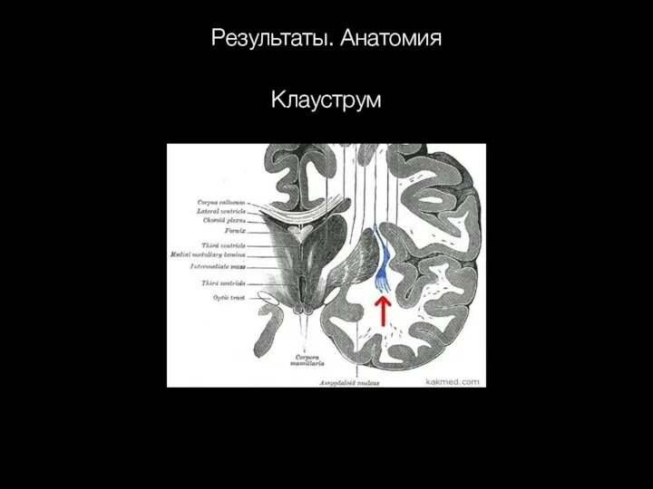 Результаты. Анатомия Клауструм