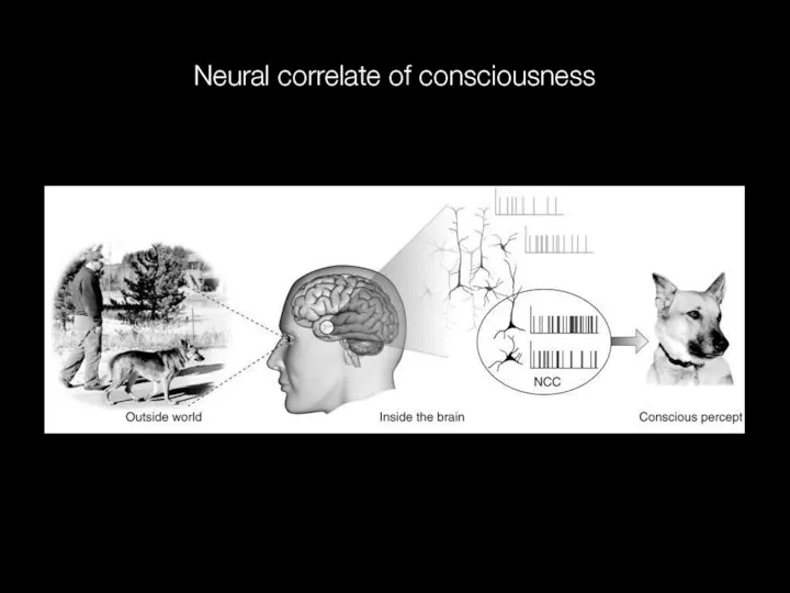 Neural correlate of consciousness