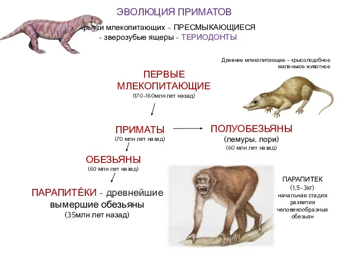 ПАРАПИТЕ́КИ - древнейшие вымершие обезьяны (35млн лет назад) ПЕРВЫЕ МЛЕКОПИТАЮЩИЕ (170-160млн лет