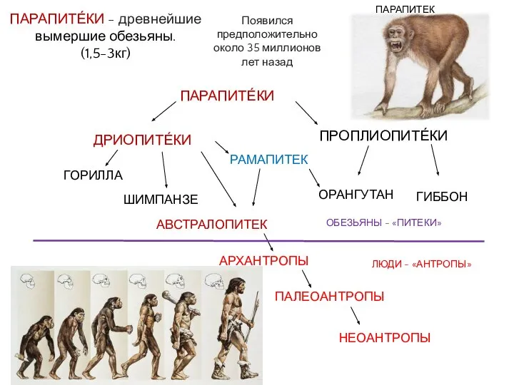 ПАРАПИТЕ́КИ - древнейшие вымершие обезьяны. (1,5-3кг) Появился предположительно около 35 миллионов лет