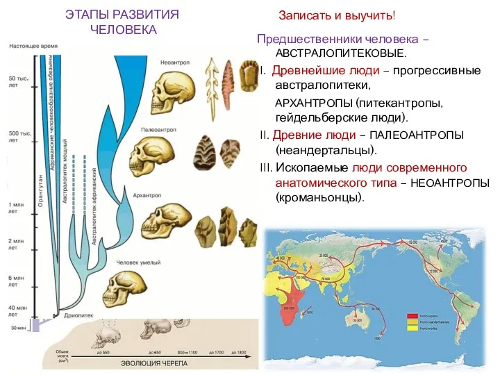 ЭТАПЫ РАЗВИТИЯ ЧЕЛОВЕКА Предшественники человека – АВСТРАЛОПИТЕКОВЫЕ. I. Древнейшие люди – прогрессивные