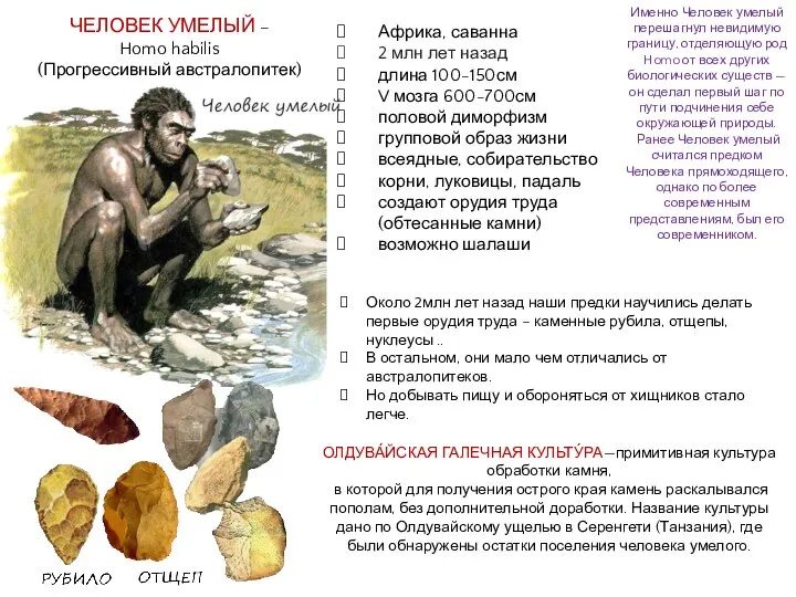 ЧЕЛОВЕК УМЕЛЫЙ – Homo habilis (Прогрессивный австралопитек) Около 2млн лет назад наши