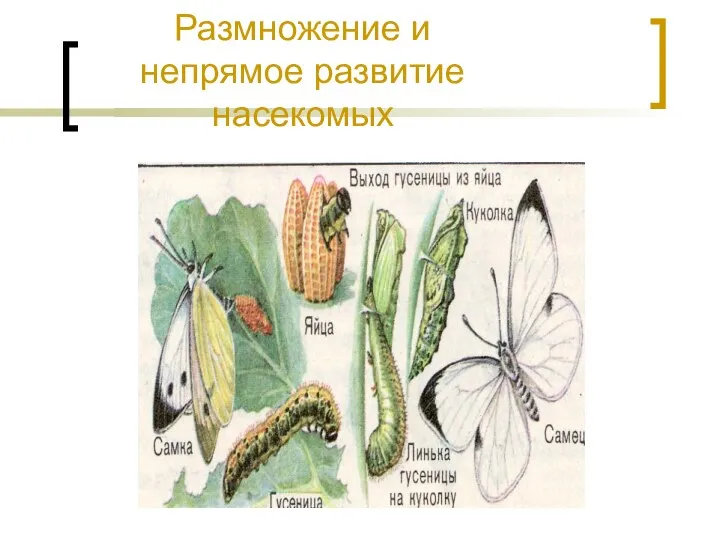 Размножение и непрямое развитие насекомых