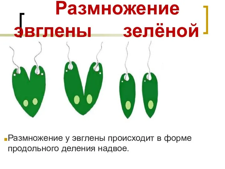 Размножение эвглены зелёной Размножение у эвглены происходит в форме продольного деления надвое.