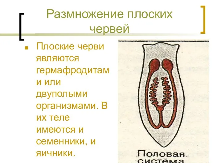 Размножение плоских червей Плоские черви являются гермафродитами или двуполыми организмами. В их