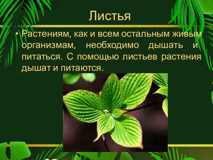 Листья Растениям, как и всем остальным живым организмам, необходимо дышать и питаться.