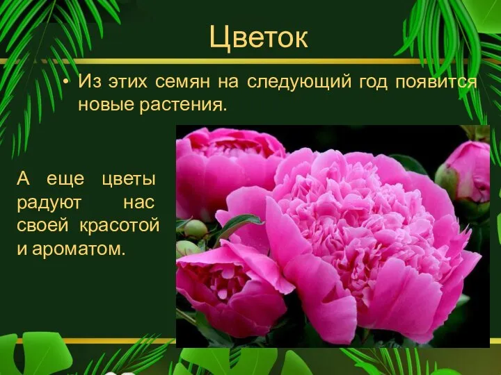 Цветок Из этих семян на следующий год появится новые растения. А еще