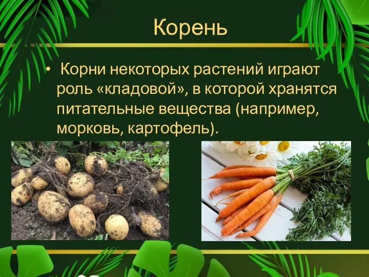 Корень Корни некоторых растений играют роль «кладовой», в которой хранятся питательные вещества (например, морковь, картофель).