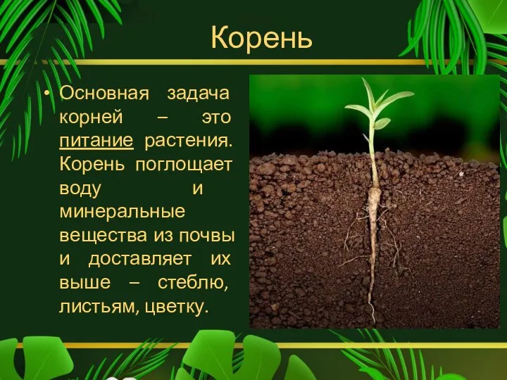 Корень Основная задача корней – это питание растения. Корень поглощает воду и