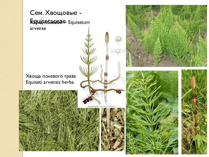 Хвощ полевой – Equisetum arvense Сем. Хвощовые - Equisetaceae Хвоща полевого трава – Equiseti arvensis herba