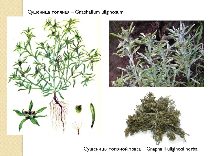 Сушеница топяная – Gnaphalium uliginosum Сушеницы топяной трава – Gnaphalii uliginosi herba