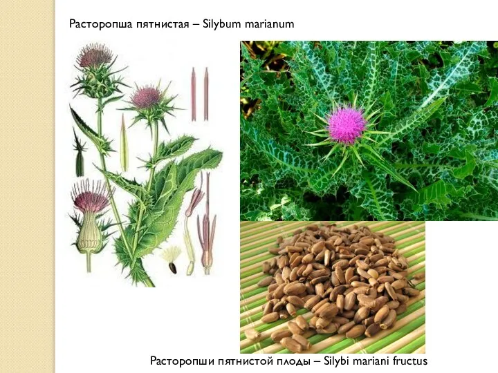 Расторопша пятнистая – Silybum marianum Расторопши пятнистой плоды – Silybi mariani fructus