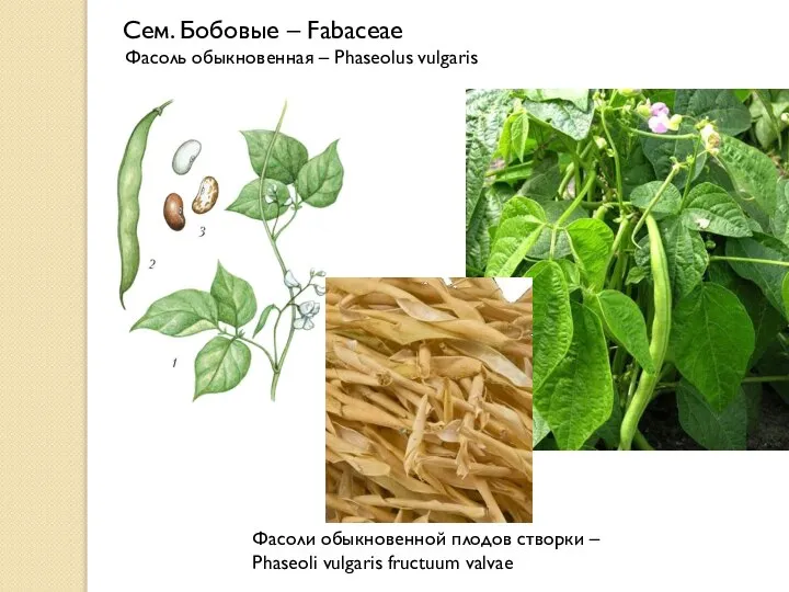 Фасоль обыкновенная – Phaseolus vulgaris Фасоли обыкновенной плодов створки – Phaseoli vulgaris