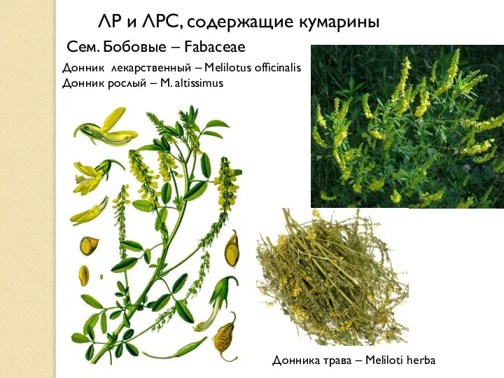 ЛР и ЛРС, содержащие кумарины Донник лекарственный – Melilotus officinalis Донник рослый