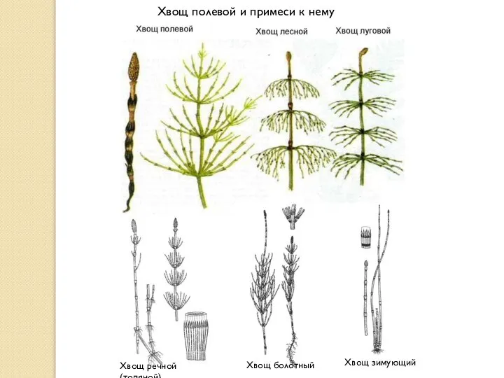 Хвощ зимующий Хвощ речной (топяной) Хвощ полевой и примеси к нему Хвощ болотный