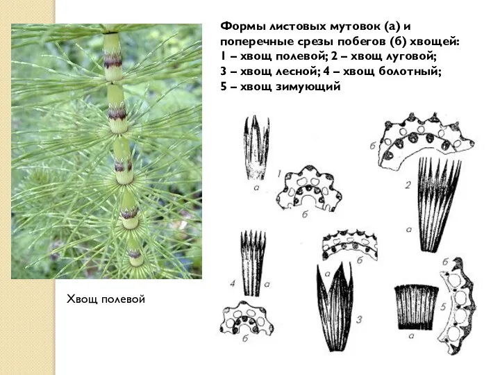 Формы листовых мутовок (а) и поперечные срезы побегов (б) хвощей: 1 –