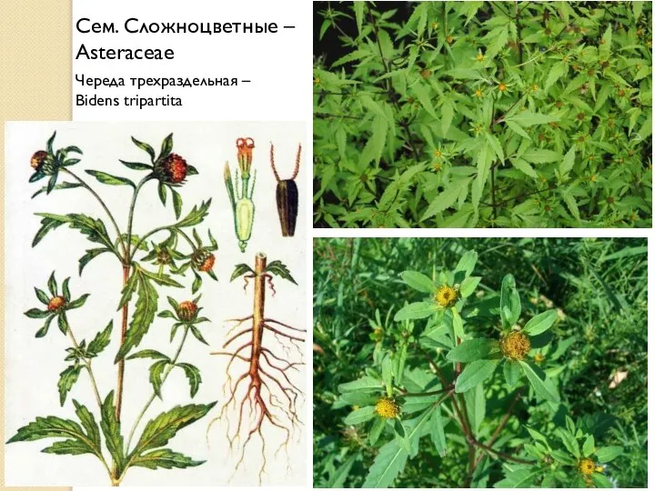 Сем. Сложноцветные – Asteraceae Череда трехраздельная – Bidens tripartita