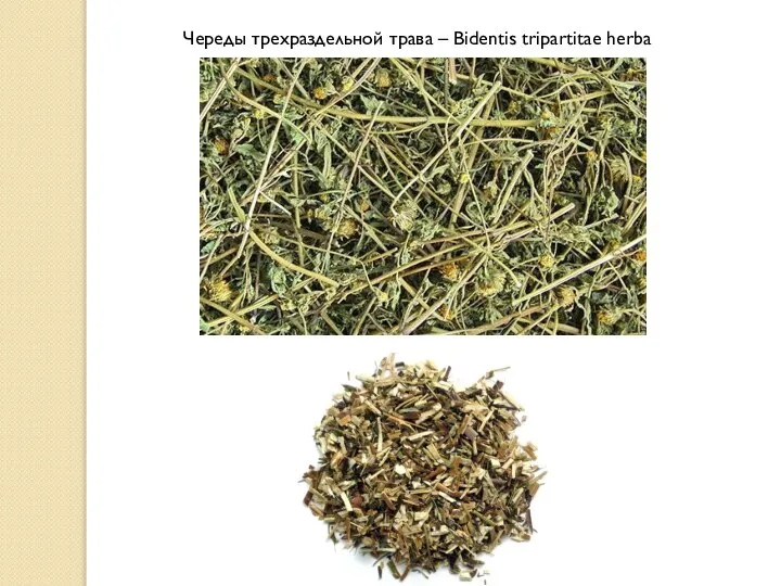 Череды трехраздельной трава – Bidentis tripartitae herba
