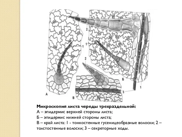 Микроскопия листа череды трехраздельной: А – эпидермис верхней стороны листа; Б –