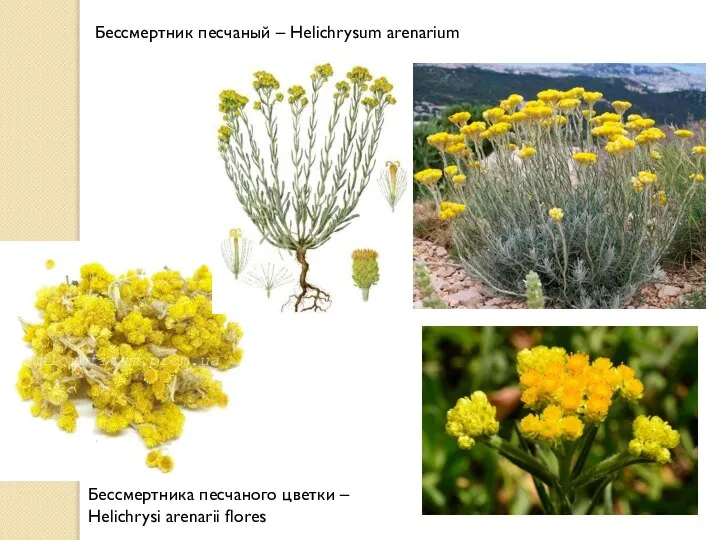 Бессмертник песчаный – Helichrysum arenarium Бессмертника песчаного цветки – Helichrysi arenarii flores