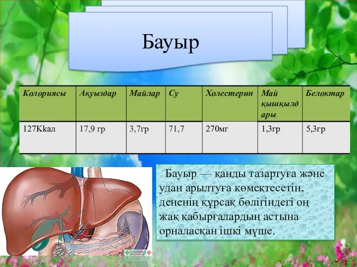 Бауыр Бауыр — қанды тазартуға және удан арылтуға көмектесетін, дененің құрсақ бөлігіндегі