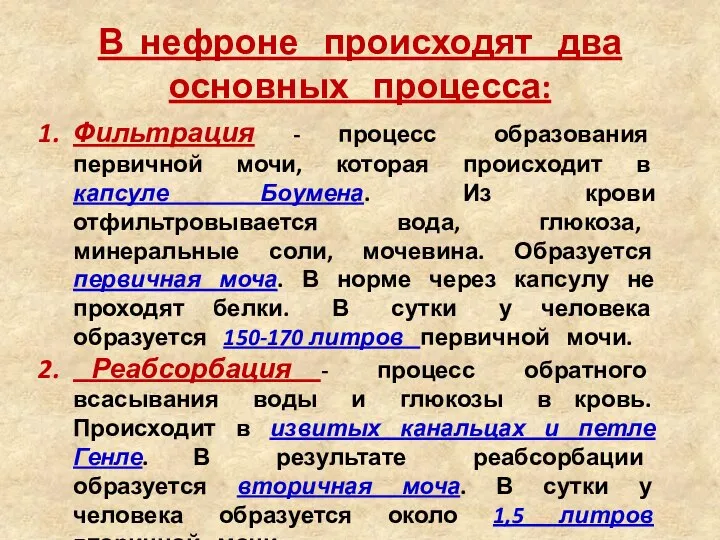 В нефроне происходят два основных процесса: Фильтрация - процесс образования первичной мочи,