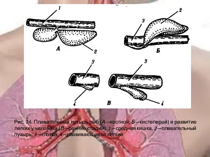 Рис. 24. Плавательный пузырь рыб (А—костной; Б—кистеперой) и развитие легких у человека