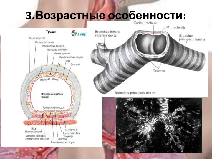 3.Возрастные особенности: