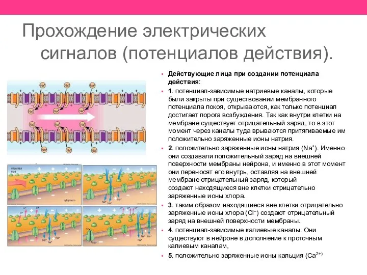 Прохождение электрических сигналов (потенциалов действия). Действующие лица при создании потенциала действия: 1.