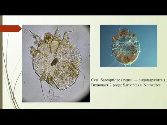 Сем. Sarcoptidae (зудни — эндопаразиты) Включает 2 рода: Sarcoptes и Notoedrcs