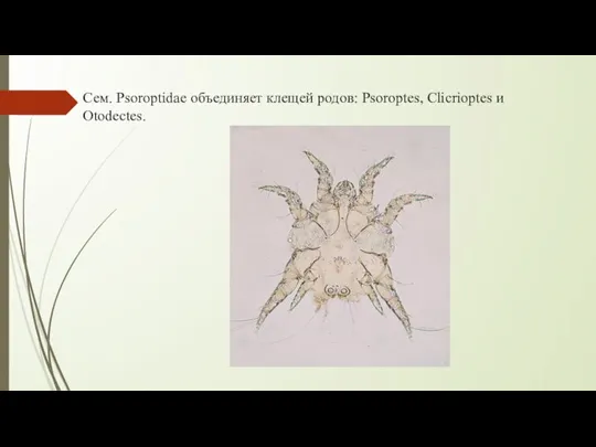 Сем. Psoroptidae объединяет клещей родов: Psoroptes, Clicrioptes и Otodectes.