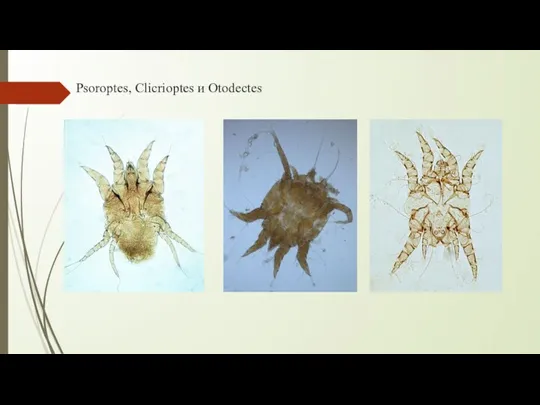 Psoroptes, Clicrioptes и Otodectes