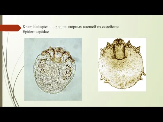Knemidokoptes — род панцирных клещей из семейства Epidermoptidae