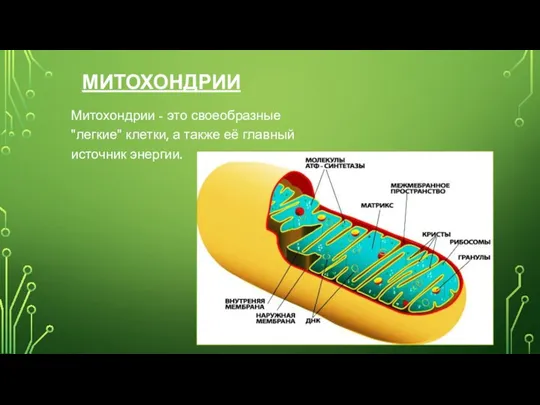 МИТОХОНДРИИ Митохондрии - это своеобразные "легкие" клетки, а также её главный источник энергии.