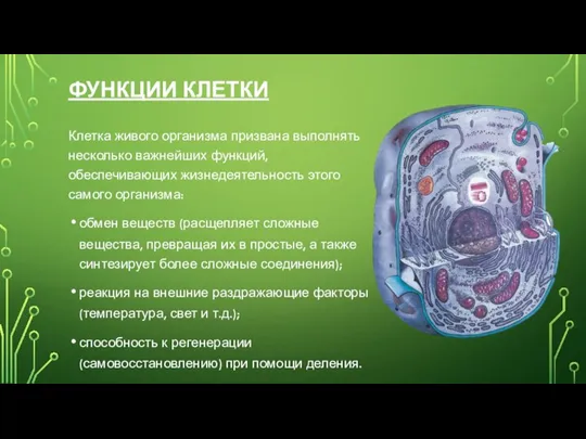 ФУНКЦИИ КЛЕТКИ Клетка живого организма призвана выполнять несколько важнейших функций, обеспечивающих жизнедеятельность