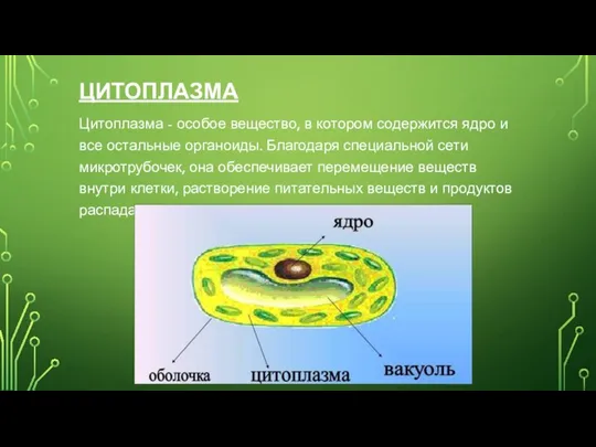 ЦИТОПЛАЗМА Цитоплазма - особое вещество, в котором содержится ядро и все остальные
