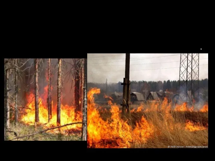 4. Природные пожары (лесные, торфяные, степные) Торфяные пожары - вид лесных пожаров