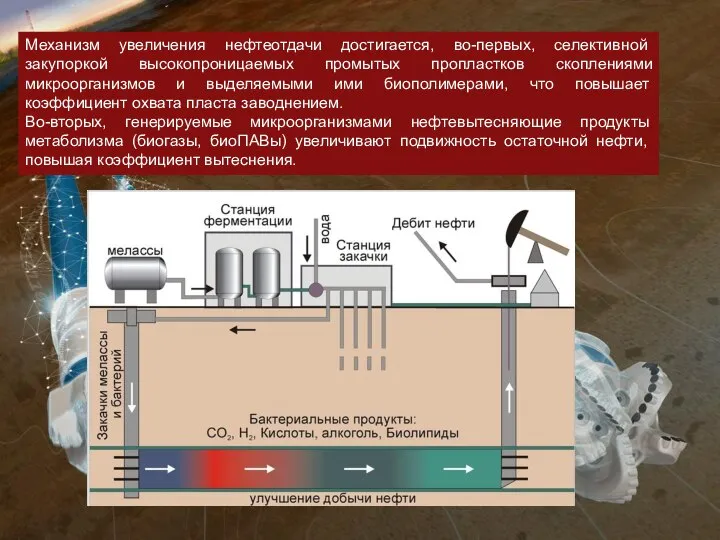 Механизм увеличения нефтеотдачи достигается, во-первых, селективной закупоркой высокопроницаемых промытых пропластков скоплениями микроорганизмов