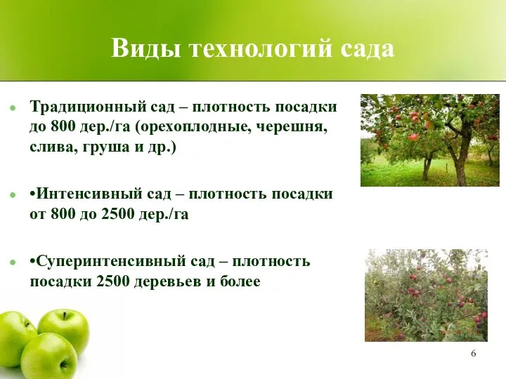 Виды технологий сада Традиционный сад – плотность посадки до 800 дер./га (орехоплодные,