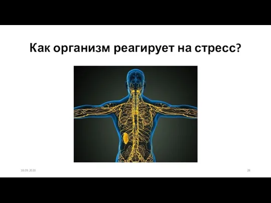 18.09.2020 Как организм реагирует на стресс?