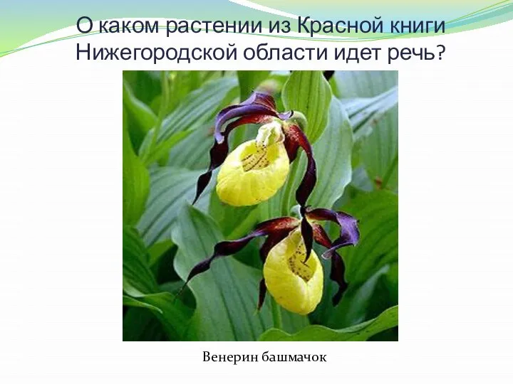 О каком растении из Красной книги Нижегородской области идет речь? Богиня по