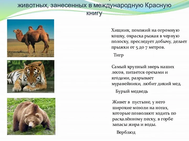 Установите соответствия картинок и описаний животных, занесенных в международную Красную книгу Хищник,