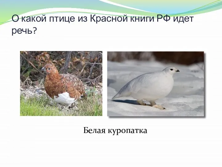 О какой птице из Красной книги РФ идет речь? Очень многих удивляю