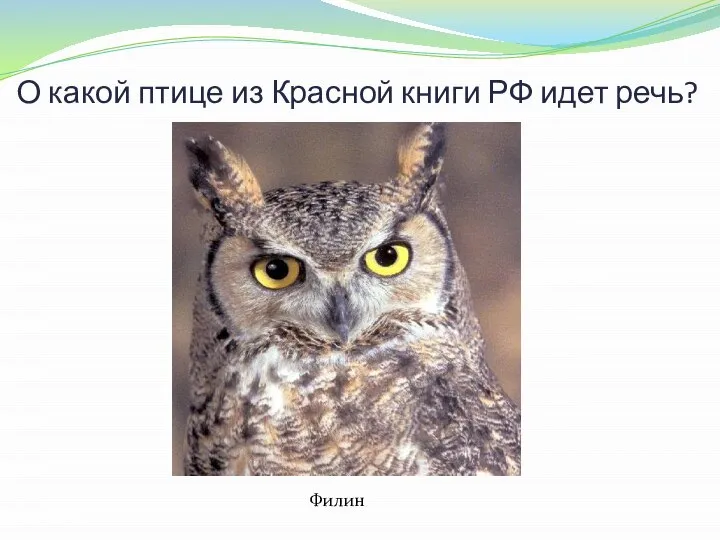 О какой птице из Красной книги РФ идет речь? Говорят, что он