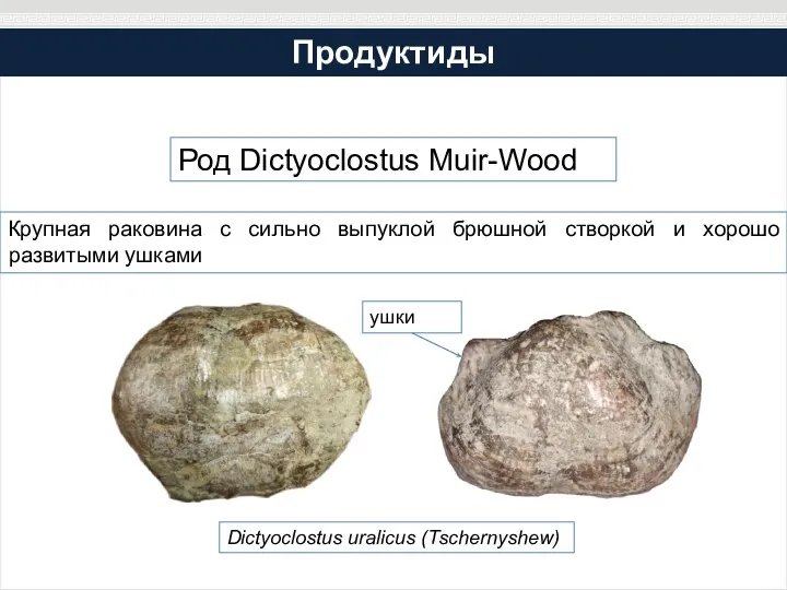 Продуктиды Род Dictyoclostus Muir-Wood Крупная раковина с сильно выпуклой брюшной створкой и