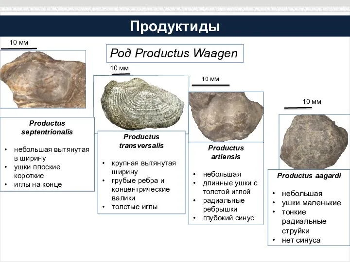 Продуктиды Род Productus Waagen 10 мм 10 мм 10 мм 10 мм