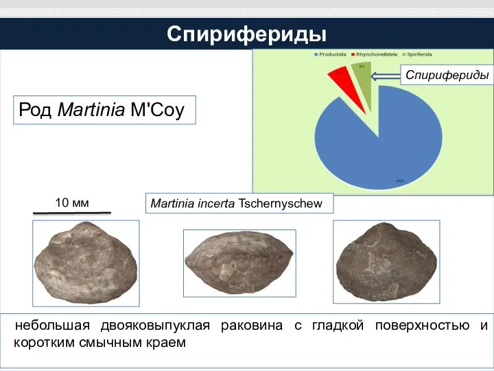 Спирифериды Род Martinia M'Coy небольшая двояковыпуклая раковина с гладкой поверхностью и коротким